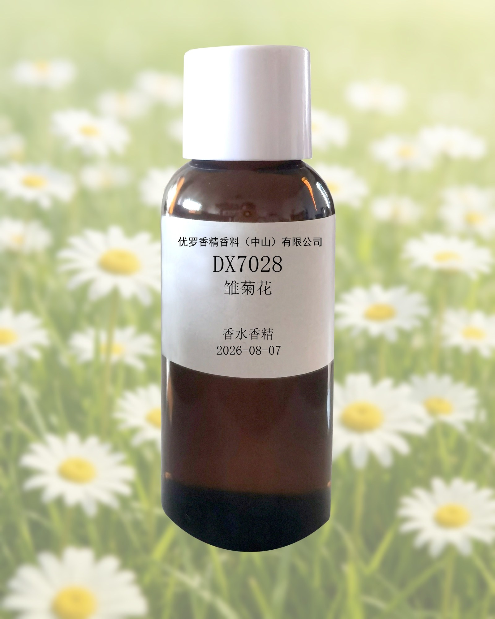 雏菊花